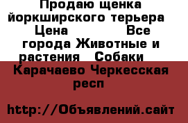 Продаю щенка йоркширского терьера  › Цена ­ 20 000 - Все города Животные и растения » Собаки   . Карачаево-Черкесская респ.